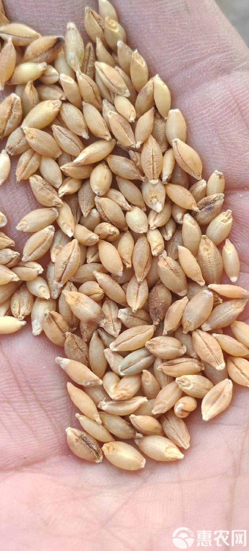 青稞食品代工:市场需求与发展趋势
